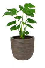 Load image into Gallery viewer, Unami Rib