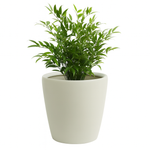 Load image into Gallery viewer, Apollo