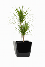 Load image into Gallery viewer, Brutus