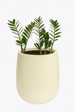 Load image into Gallery viewer, Andre