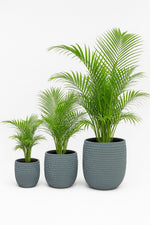 Load image into Gallery viewer, Fibro