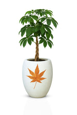 Load image into Gallery viewer, Ferrobloom Barrel