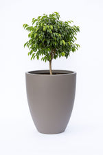 Load image into Gallery viewer, Adah