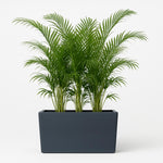 Load image into Gallery viewer, Calix