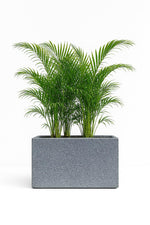 Load image into Gallery viewer, Evander