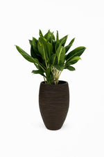 Load image into Gallery viewer, 5ber Rib