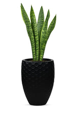 Load image into Gallery viewer, Hexo 17