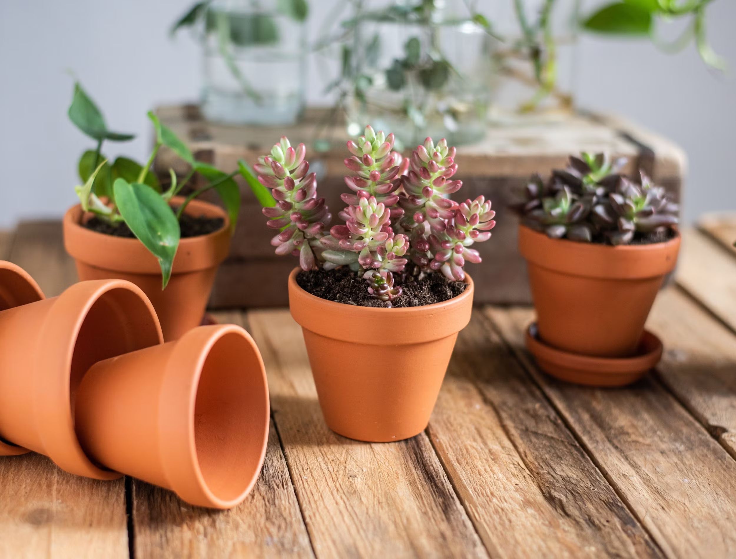 Eco Friendly Green Gifting