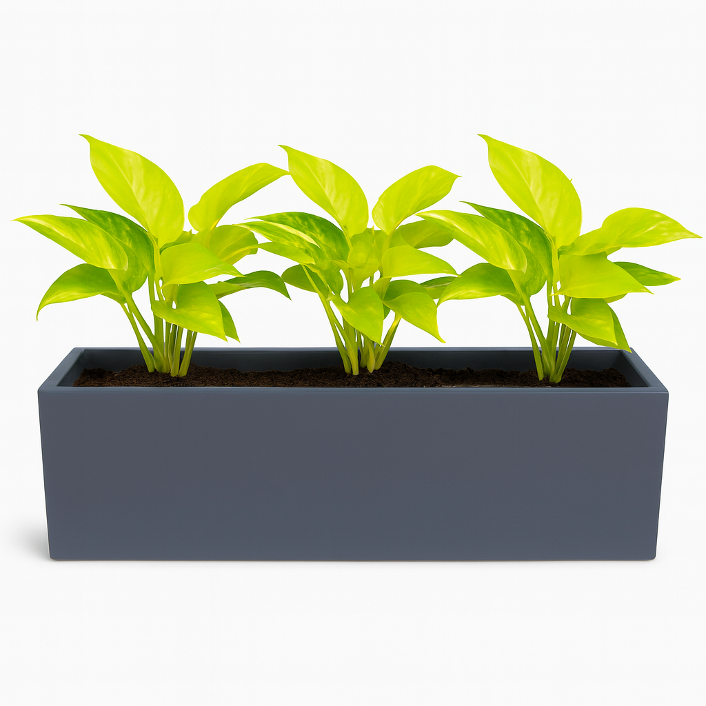 Joy pot