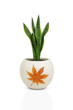 Load image into Gallery viewer, Ferrobloom pumpkin
